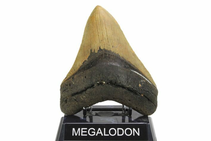 Fossil Megalodon Tooth - Huge NC Meg #298792